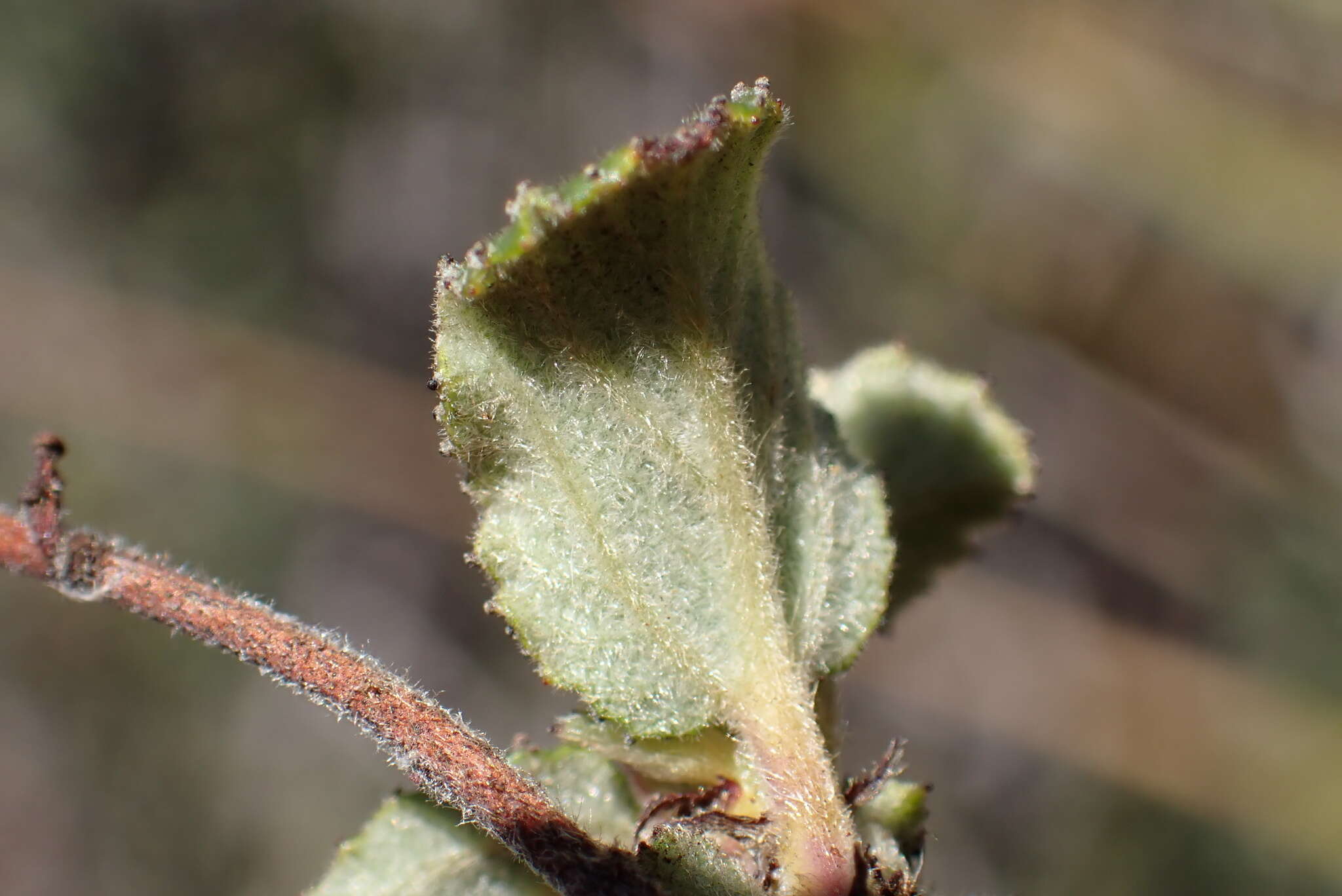 Image of Ceanothus foliosus var. viejasensis D. O. Burge & Rebman