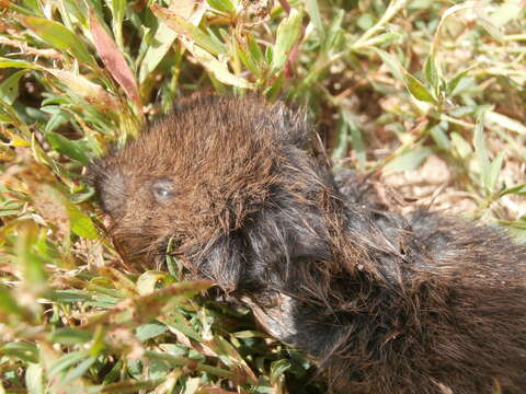 Image of Eurasian Water Voles