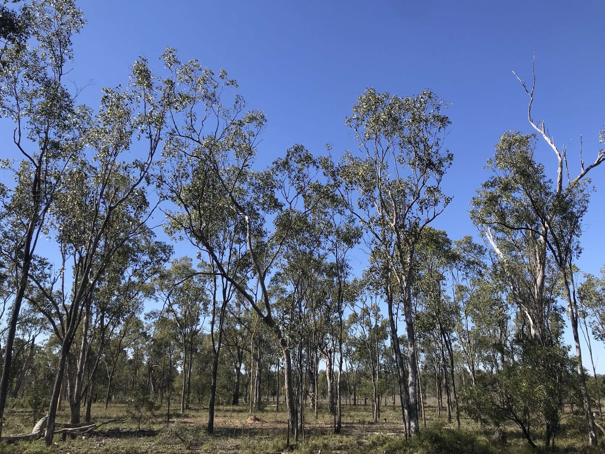 Image of Eucalyptus populnea F. Müll.