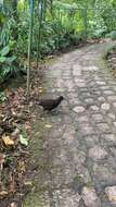 Image of Black-breasted Wood Quail