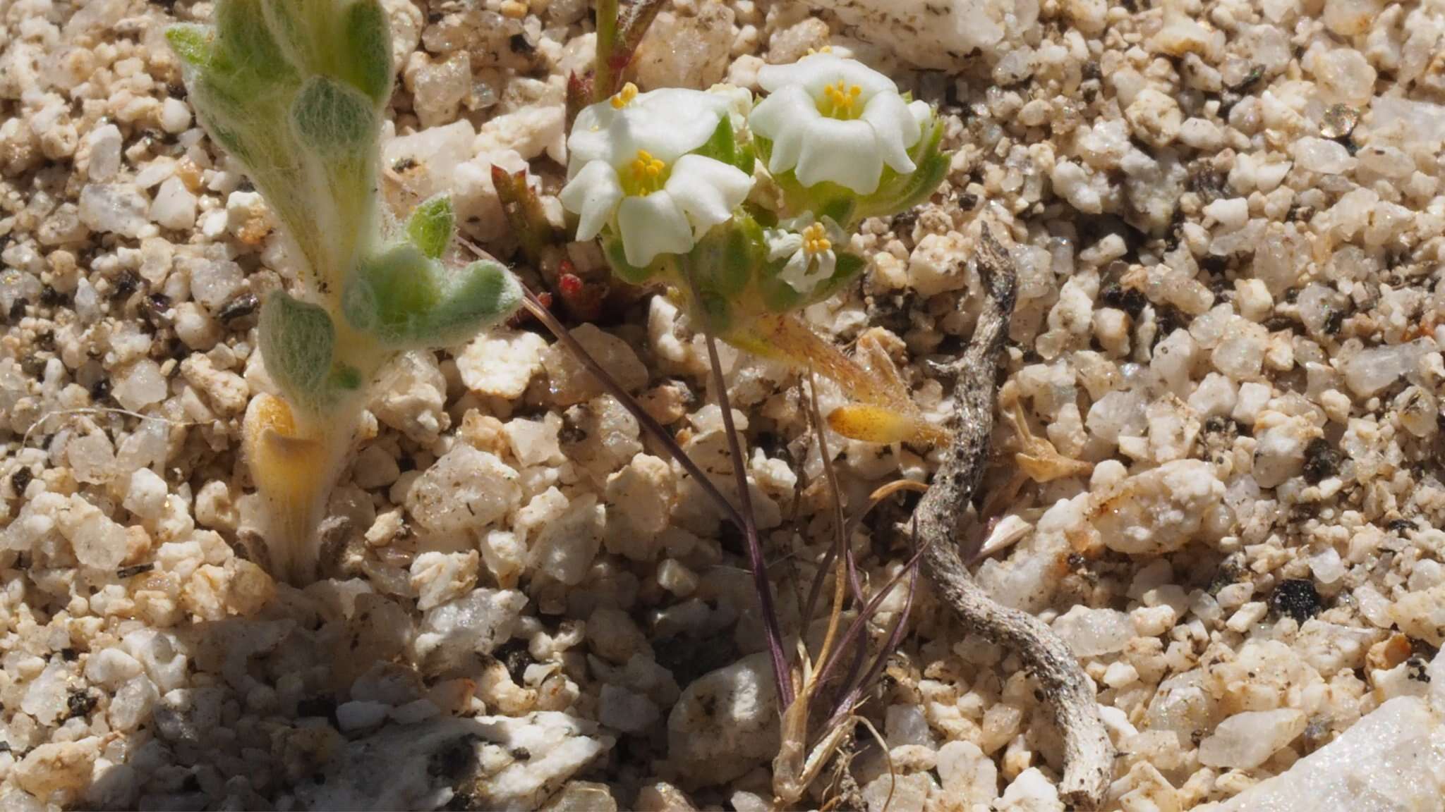 Image de Maculigilia maculata (Parish) V. Grant