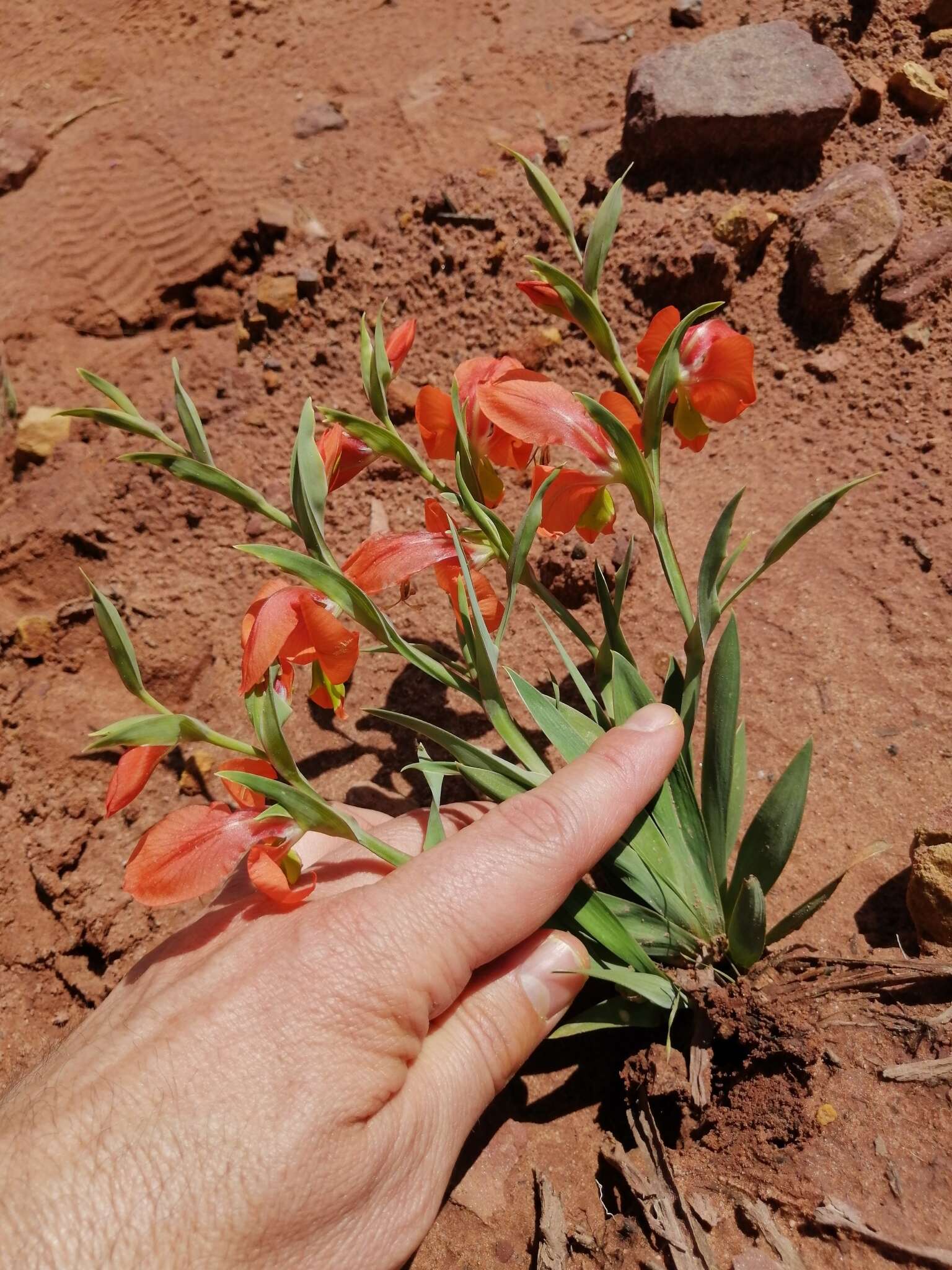 Imagem de Gladiolus pulcherrimus (G. J. Lewis) Goldblatt & J. C. Manning