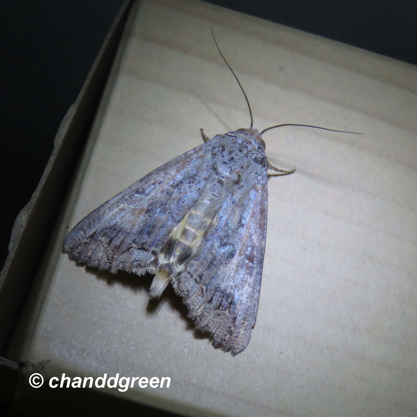 Image of Moth