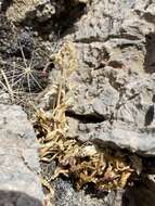 Image of Death Valley monkeyflower