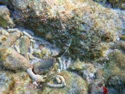 Image of Clouded rainbow fish