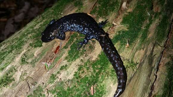 صورة Ambystoma laterale Hallowell 1856