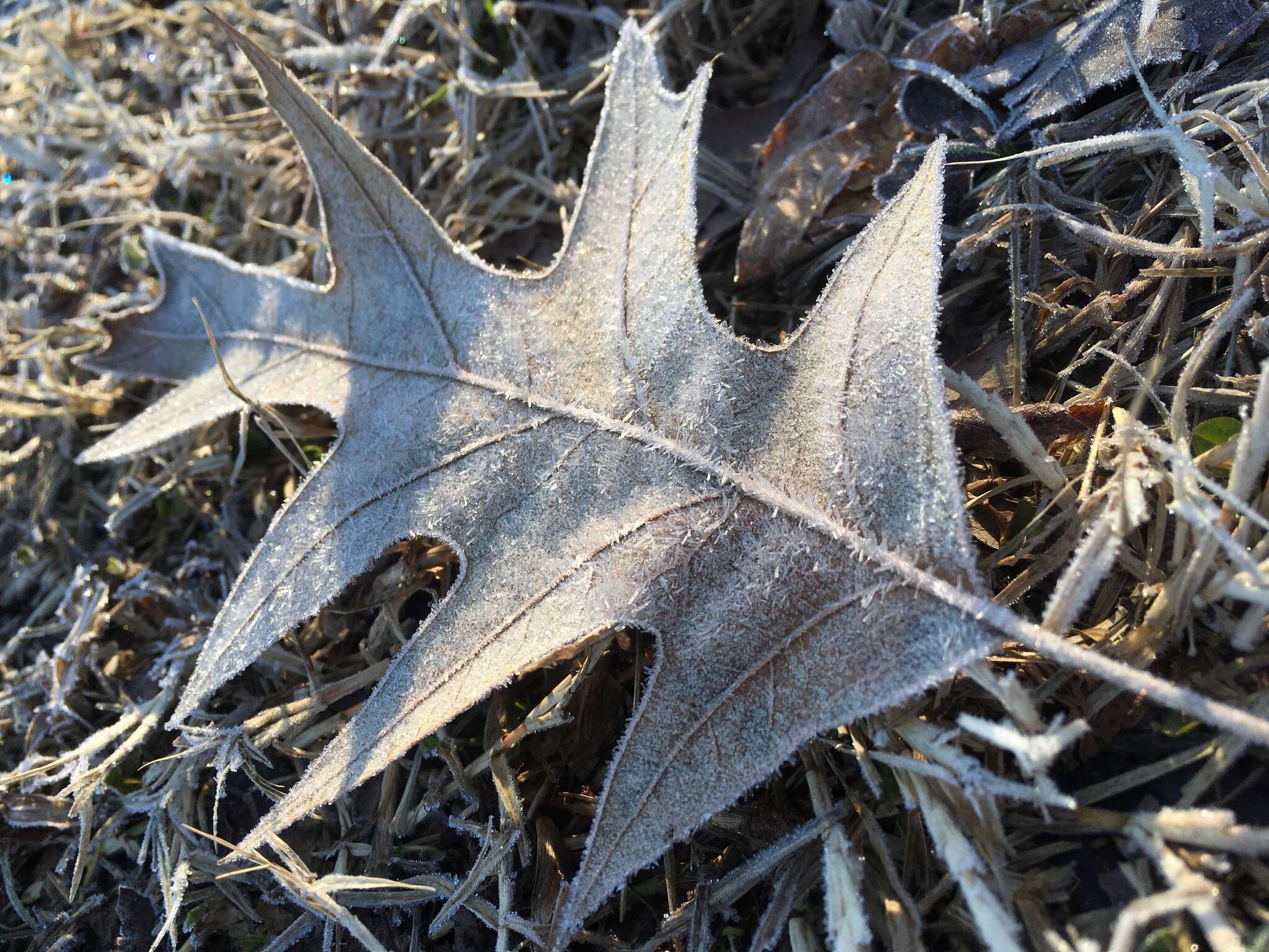 Image of Cherrybark Oak