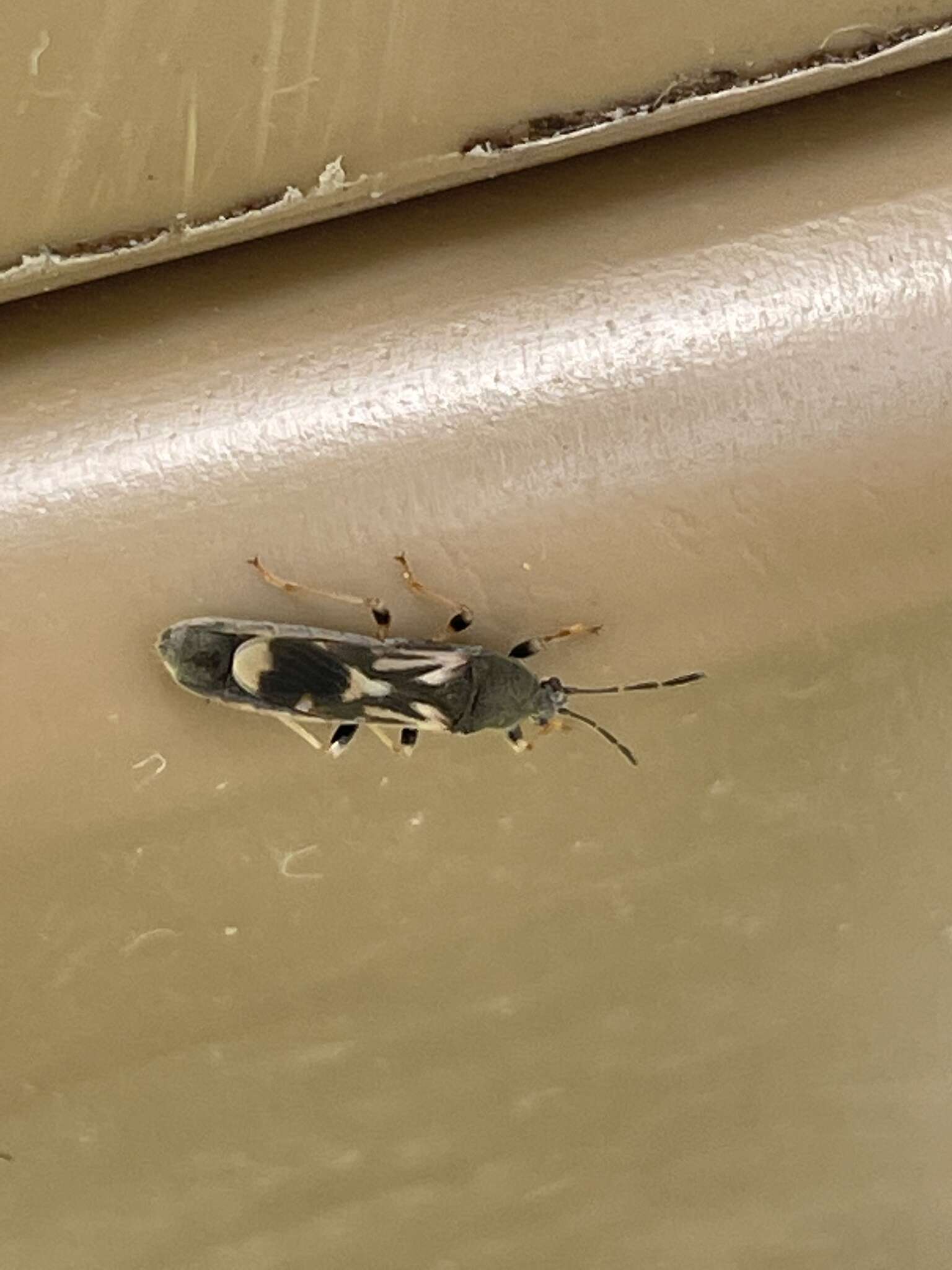 Image of Myakka bug