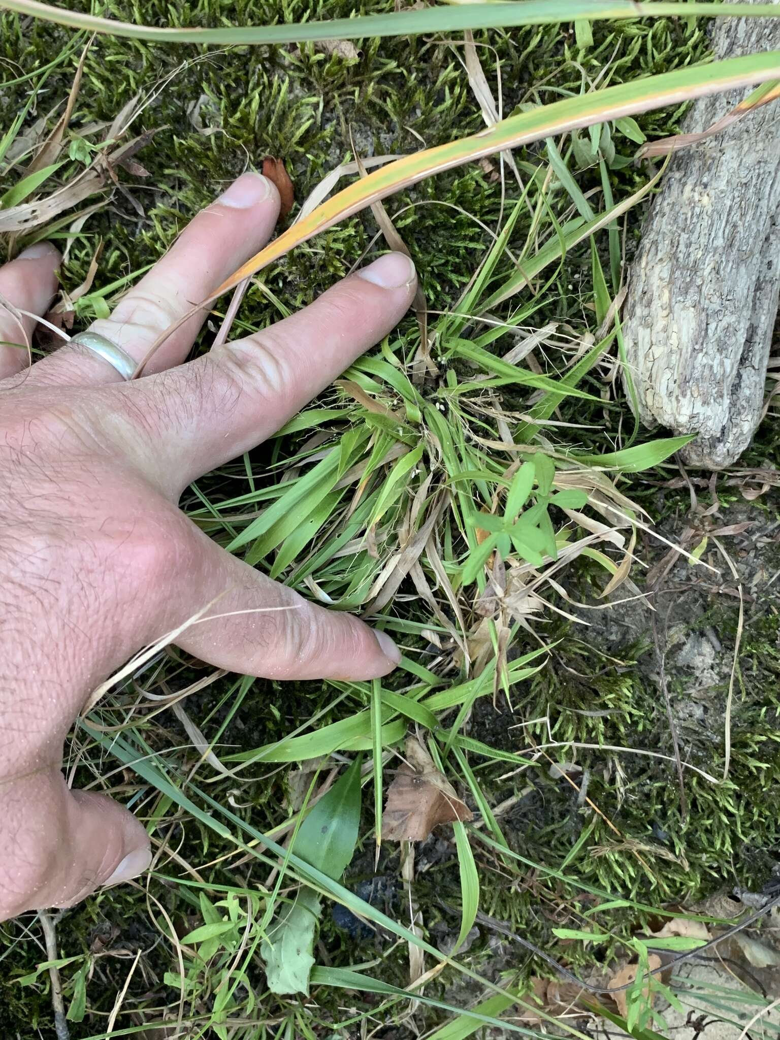 Imagem de Panicum laxiflorum Lam.