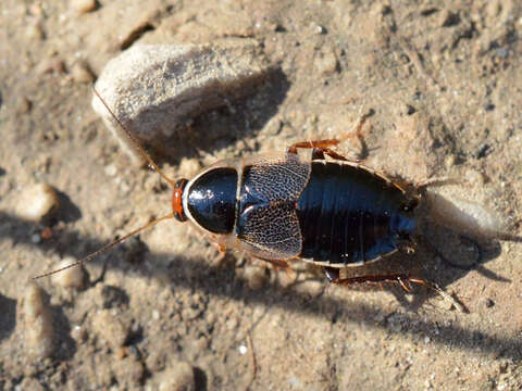 Image of Phyllodromica (Phyllodromica) megerlei Fieber 1853