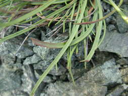 Image de Plantago maritima subsp. serpentina (All.) Arcangeli