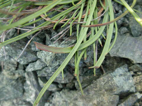 Image of Plantago maritima subsp. serpentina (All.) Arcangeli