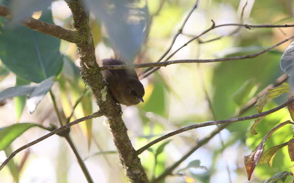 Image of Rufous Spinetail