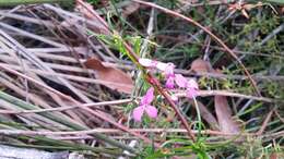 Image of Stylidium scandens R. Br.