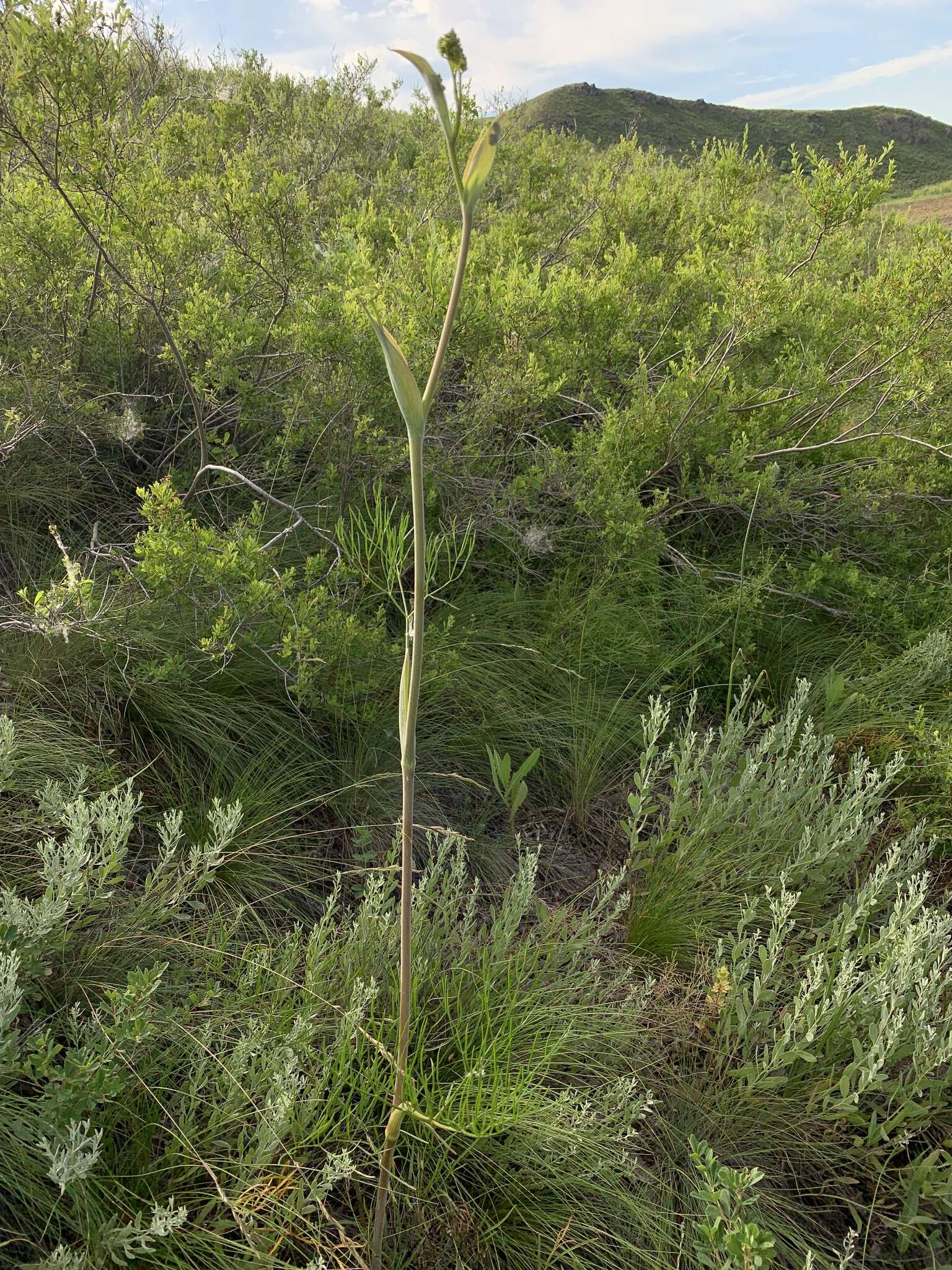 Image of Ferula tatarica Fischer ex Sprengel