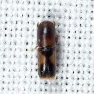 Image of Monarthrum fasciatum Wood & Bright 1992