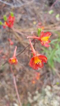 Image of scarlet larkspur