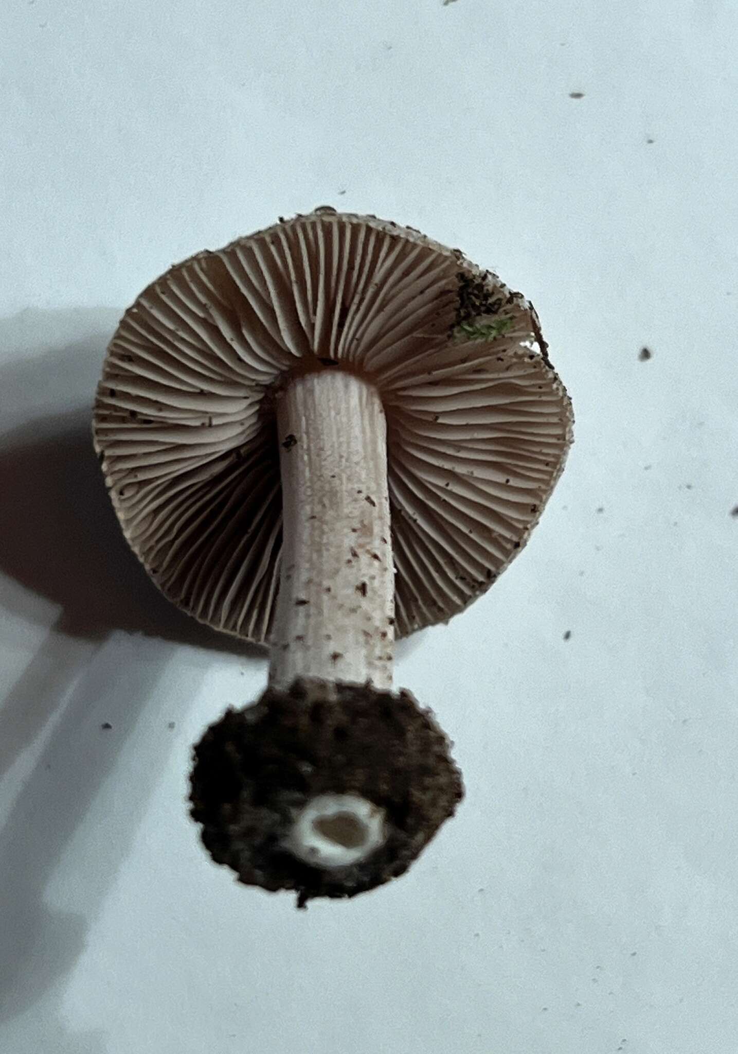 Plancia ëd Inocybe acriolens Grund & D. E. Stuntz 1975