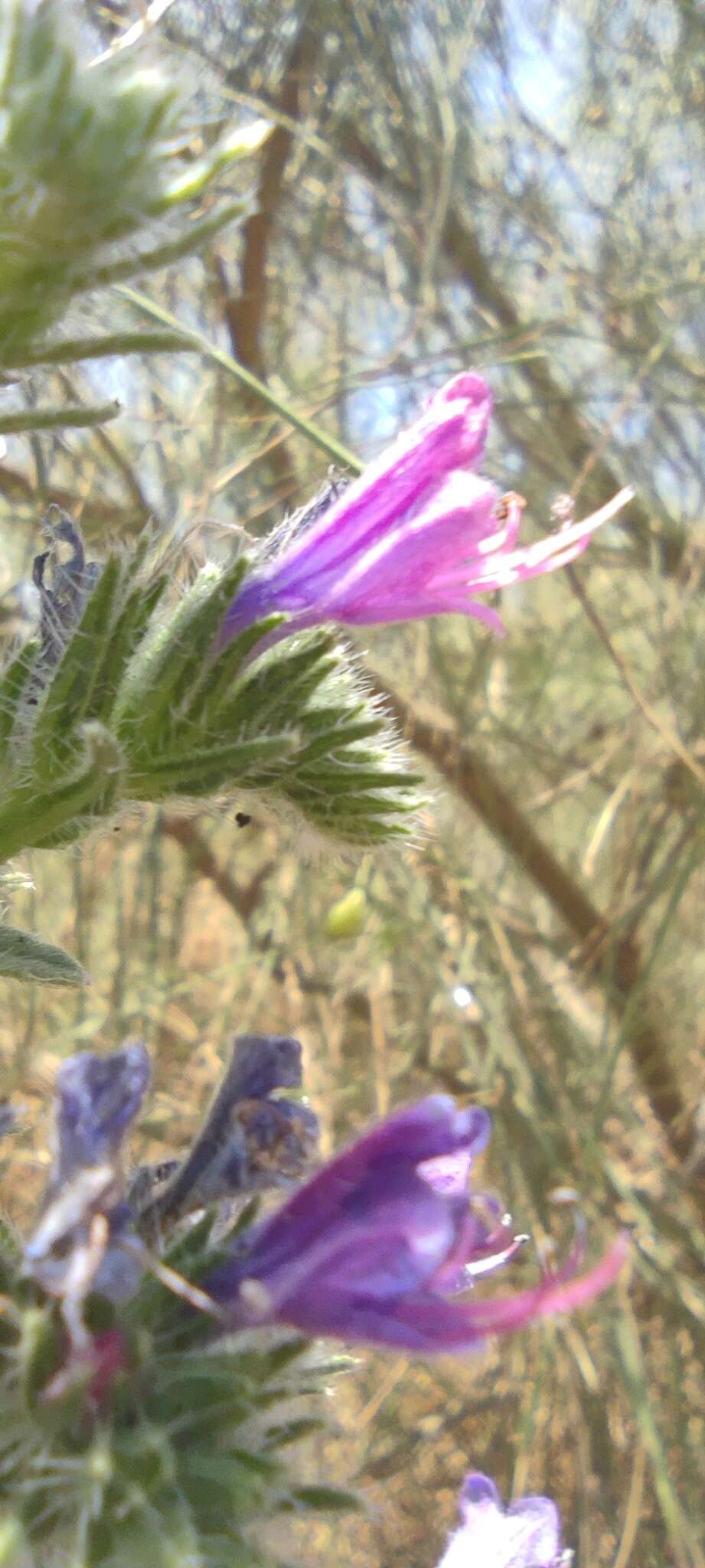 Image of Echium gaditanum Boiss.