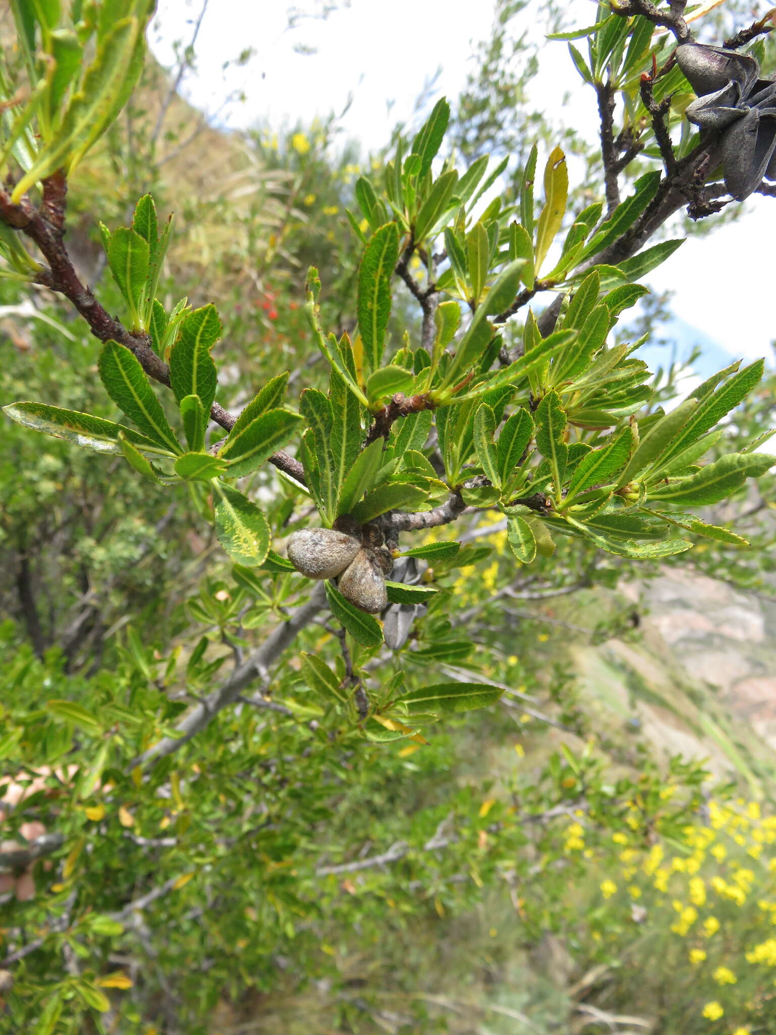 Kageneckia lanceolata Ruiz & Pav.的圖片