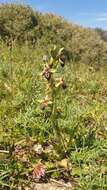 Image of Ophrys cretica (Vierh.) E. Nelson