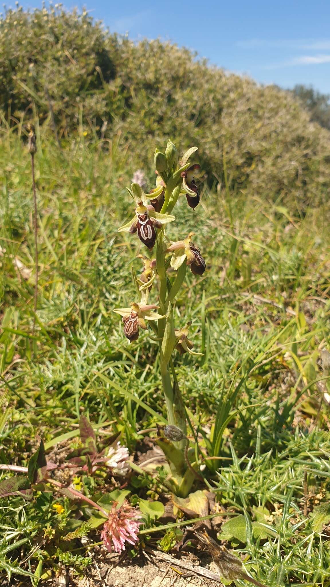 Image of Ophrys cretica (Vierh.) E. Nelson