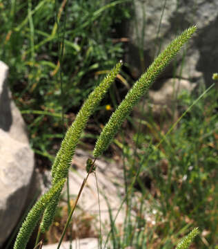 Image of Phleum montanum K. Koch