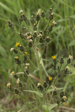 Image of Picris japonica Thunb.