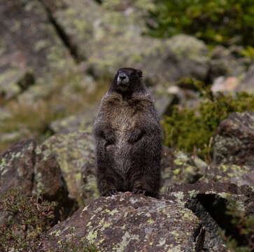 Image of Marmota subgen. Petromarmota Steppan et al. 1999