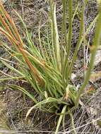 Imagem de Bulbine glauca (Raf.) E. M. Watson