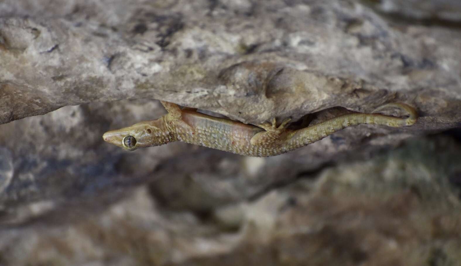 Image of American Wall Gecko