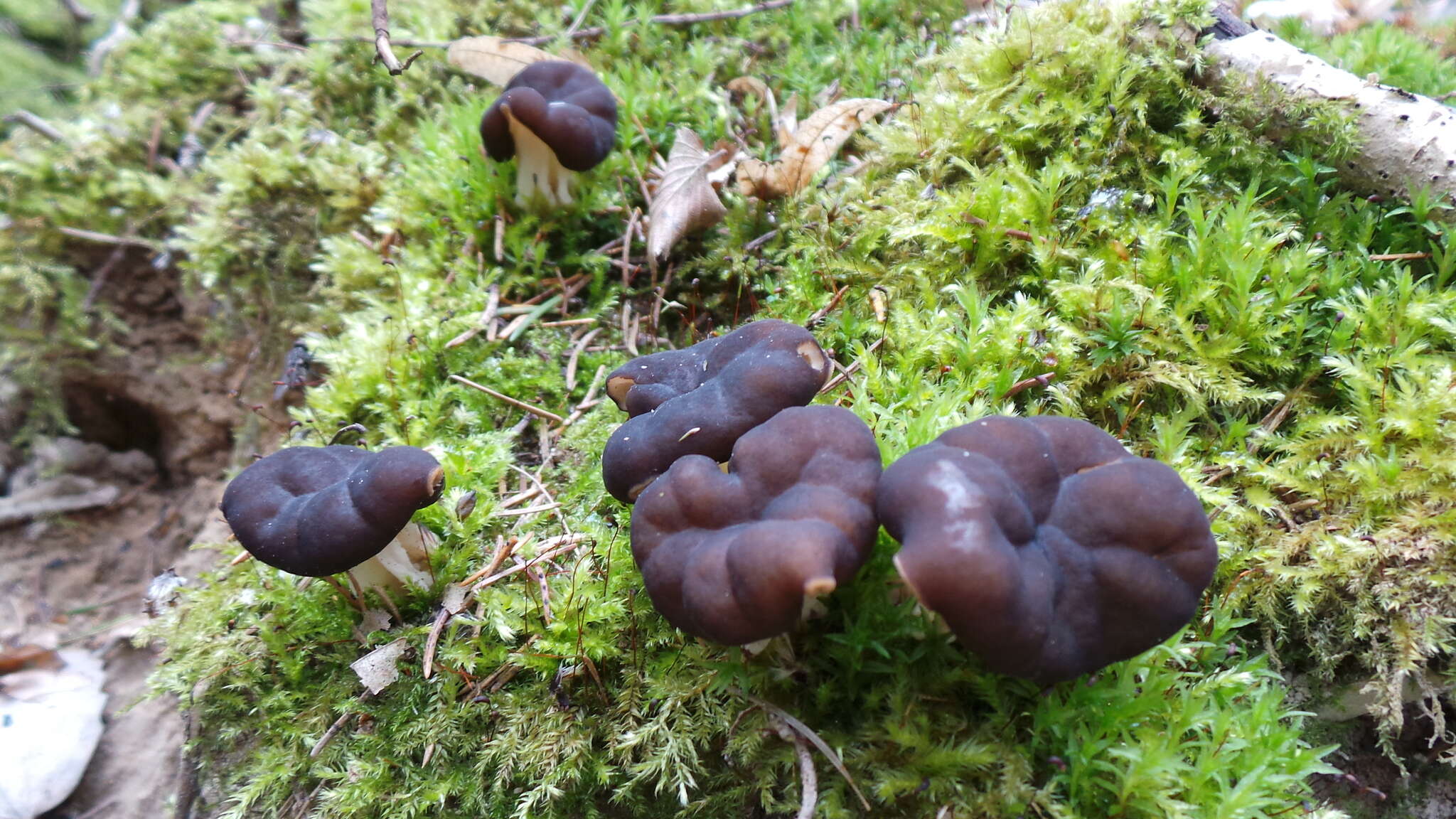 Image of Gyromitra sphaerospora (Peck) Sacc. 1889