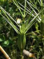 Image of ovate goatgrass