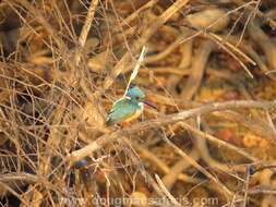 Image of Half-collared Kingfisher