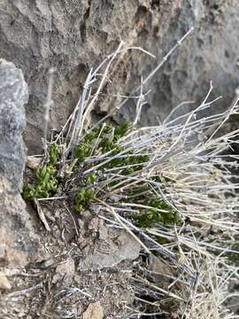 Image of Rixford's rockwort