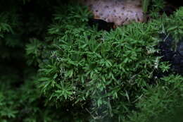 Image of Calymperastrum latifolium Stone 1986