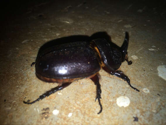 Image of Asian rhinoceros beetle