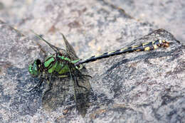 صورة Ophiogomphus aspersus Morse 1895