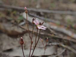 Image de Stylidium calcaratum R. Br.