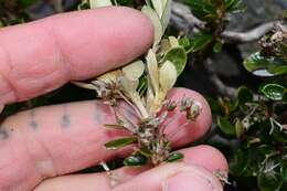 Olearia persoonioides (DC.) Benth. resmi