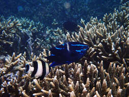 Image of Blue-streak damsel