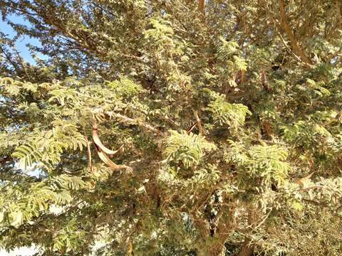 Acacia pachyceras resmi