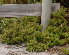 Nolana divaricata (Lindl.) I. M. Johnston resmi