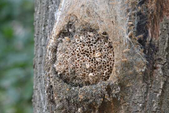 Image of Oak Processionary