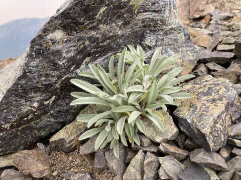 Слика од Oreocarya thompsonii (I. M. Johnst.) Abrams