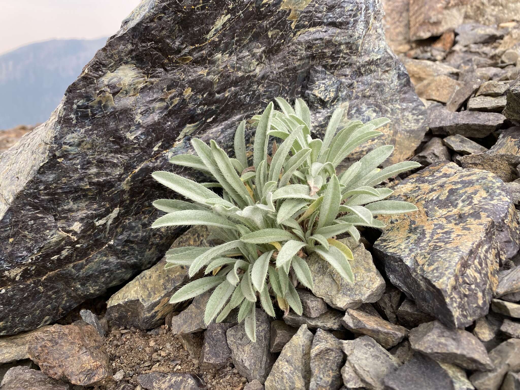 Image de Oreocarya thompsonii (I. M. Johnst.) Abrams