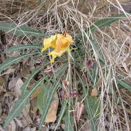 Plancia ëd Oenothera brachycarpa A. Gray