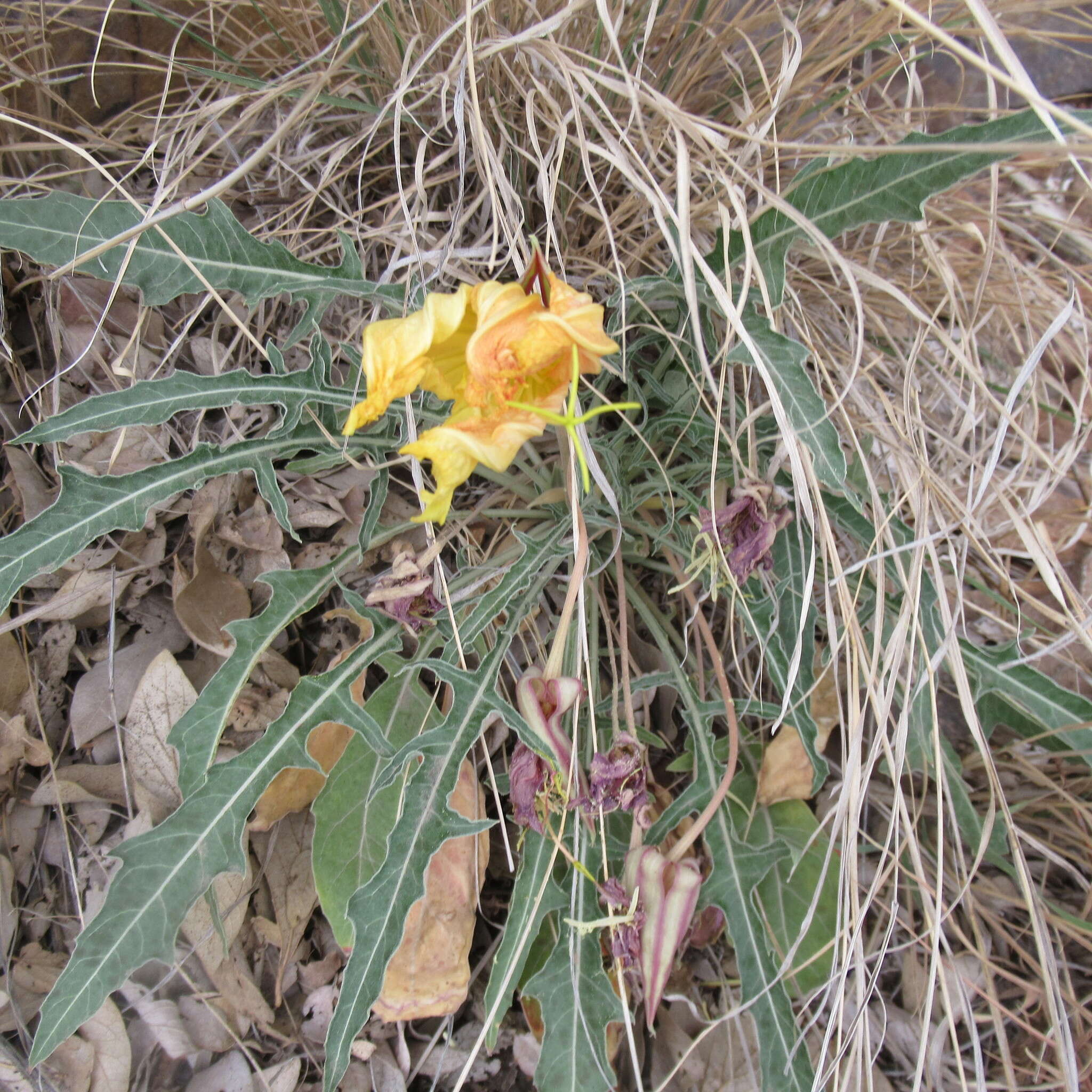 Imagem de Oenothera brachycarpa A. Gray