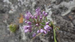 Image of Allium austrosibiricum N. Friesen