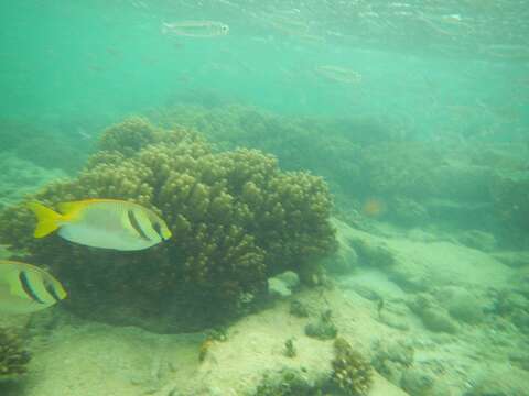 Image of Barred rabbitfish